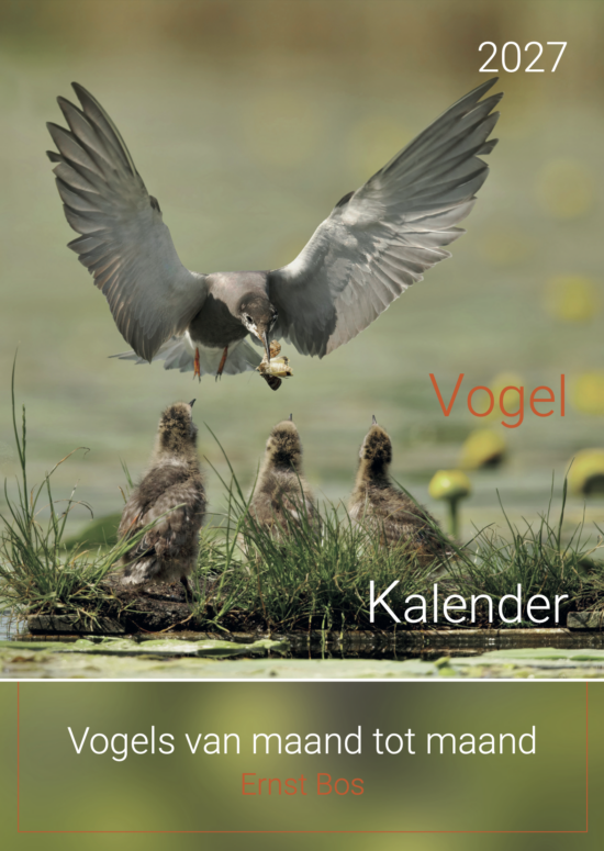 Vogelkalender 2027: Vogels van maand tot maand